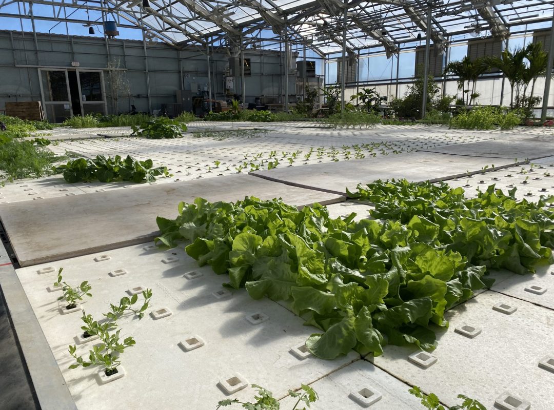 hydroponics greenhouse