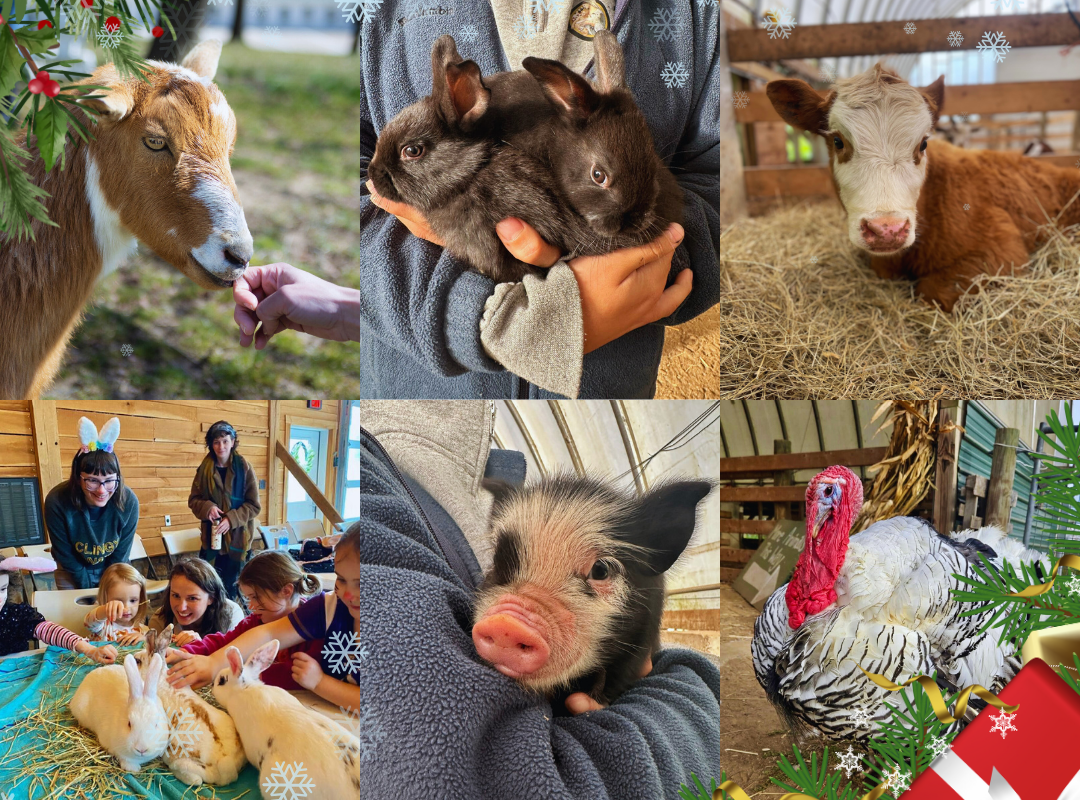 Winter Barn Experience (2)